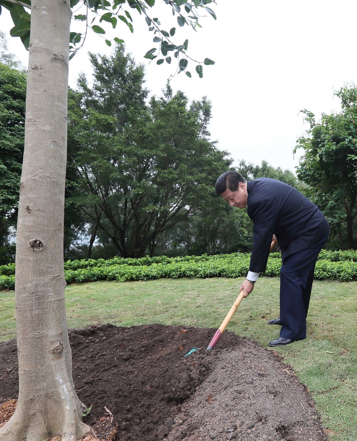 2012年12月8日，習近平在深圳蓮花山公園種下一棵高山榕樹。